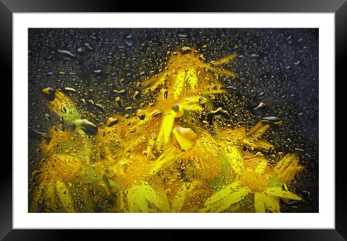 underwater flora Framed Mounted Print by dale rys (LP)