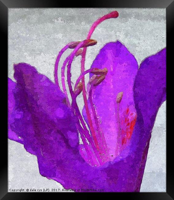 purple flora-closeup Framed Print by dale rys (LP)