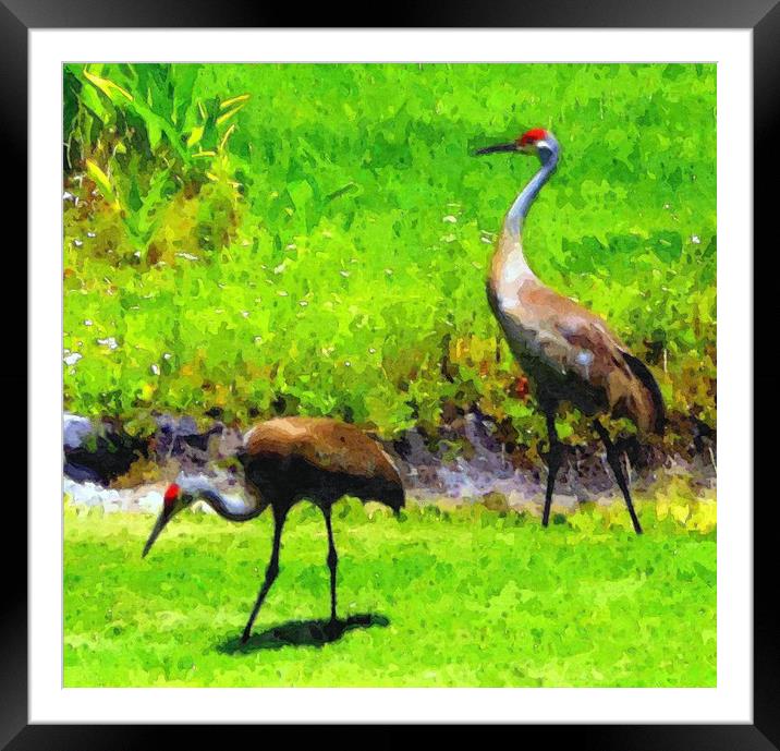 sandhill cranes2 Framed Mounted Print by dale rys (LP)
