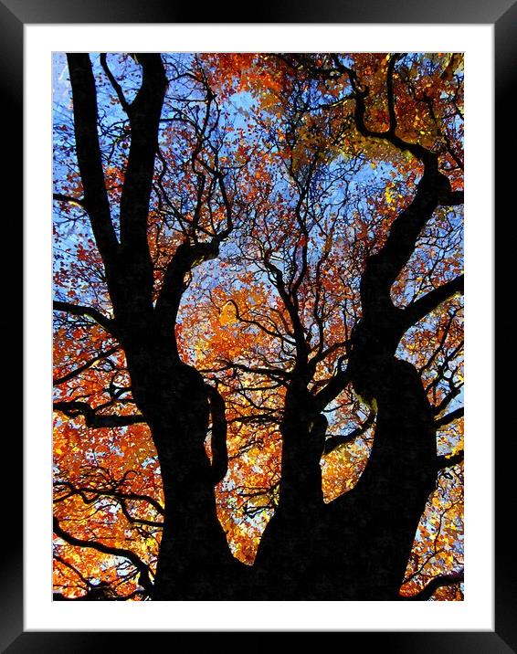 trees Framed Mounted Print by dale rys (LP)