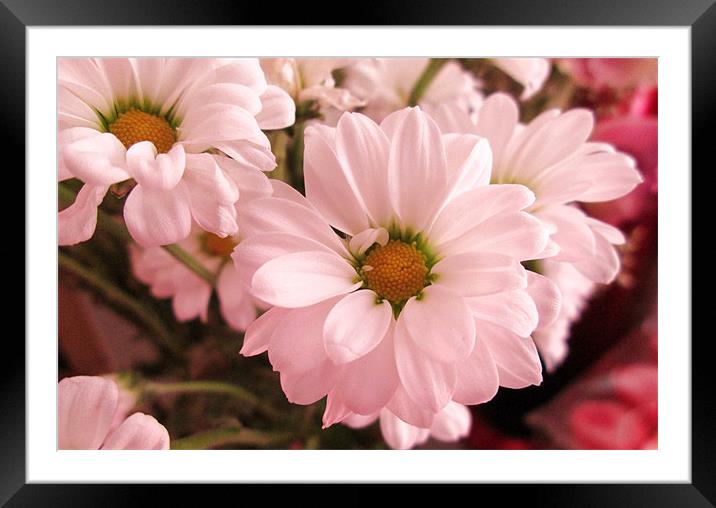 Pink Daisy Framed Mounted Print by Donna Townsend