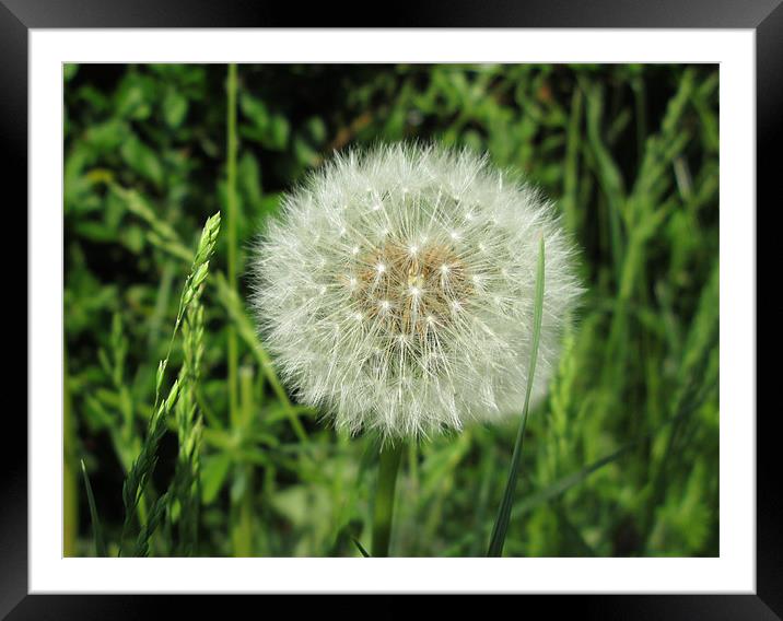 Powder Puff Dandelion Framed Mounted Print by Donna Townsend