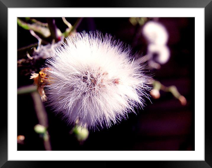 Dandelion Framed Mounted Print by Andrew Bailey