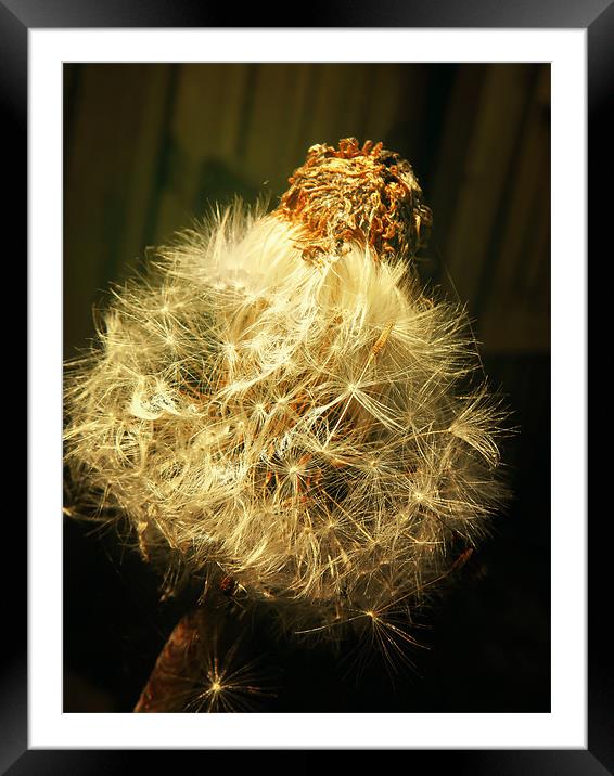 Gold Dandelion Framed Mounted Print by Andrew Bailey