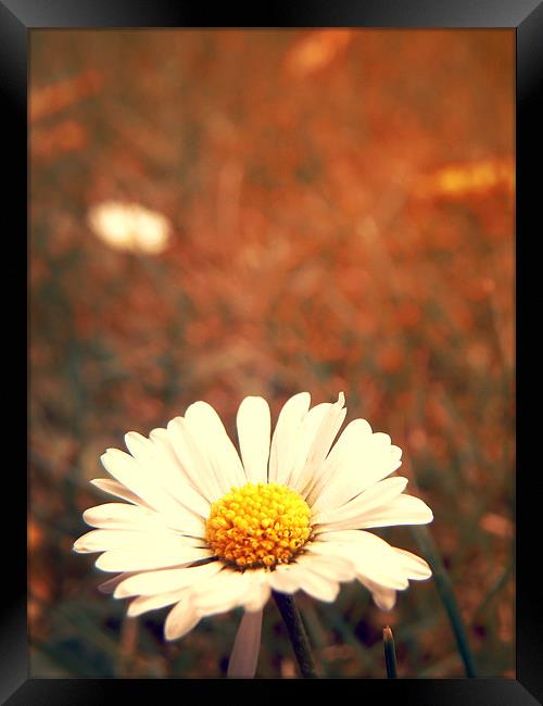 Daisy Day Framed Print by Andrew Bailey