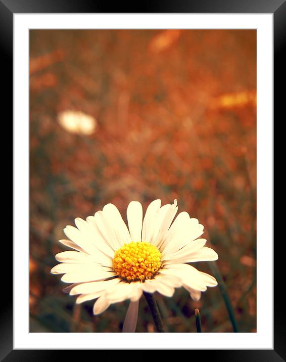 Daisy Day Framed Mounted Print by Andrew Bailey