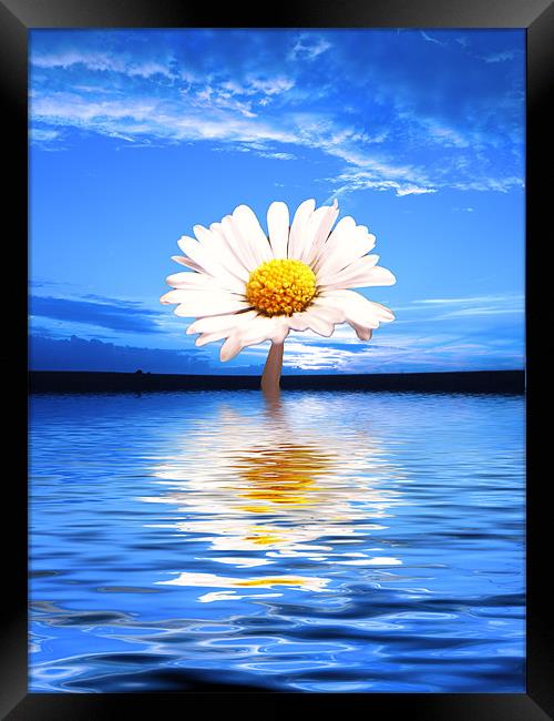 Daisy Blues Framed Print by Andrew Bailey