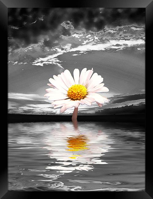 Daisy Black Framed Print by Andrew Bailey