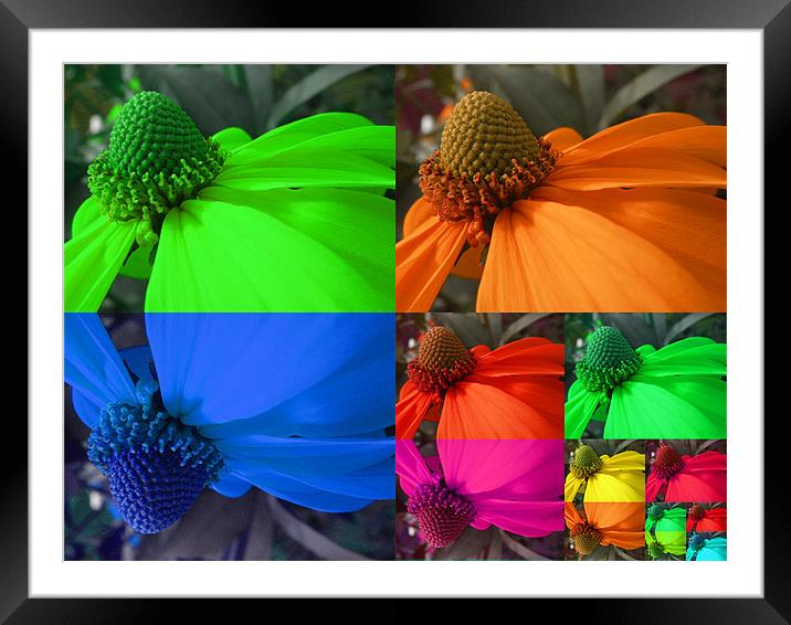 Flower Power Framed Mounted Print by Andrew Bailey