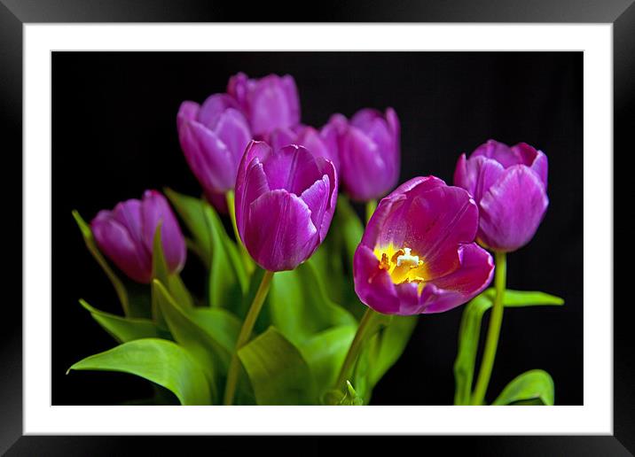 Tulips Framed Mounted Print by Paul McKenzie