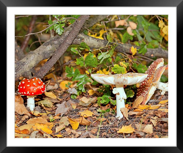 Fungus in the Park Framed Mounted Print by Paul McKenzie