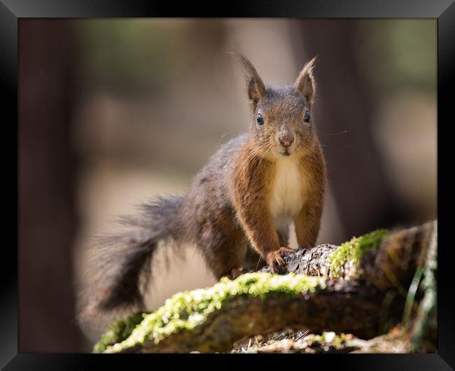 Cheeky Squirrel Framed Print by Paul McKenzie