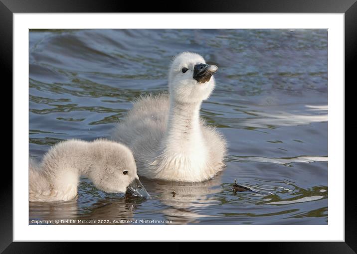 Cygnets together Framed Mounted Print by Debbie Metcalfe