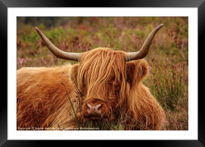 Highland Cow resting Framed Mounted Print by Debbie Metcalfe