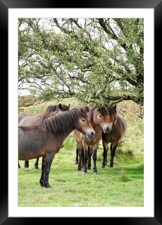 Exmoor gathering  Framed Mounted Print by Debbie Metcalfe