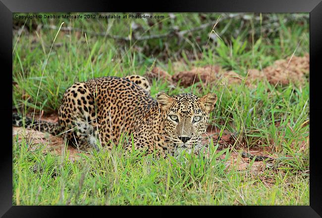 Leopard in Yala National Park, Sri Lanka Framed Print by Debbie Metcalfe