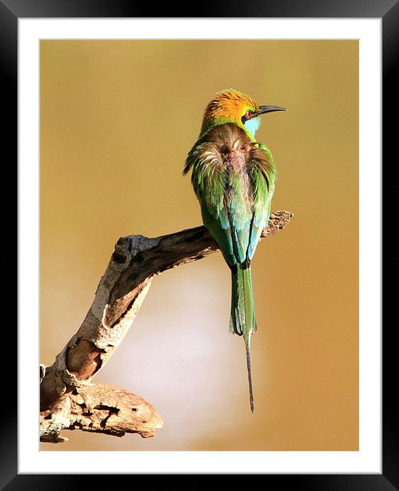 Little Green Bee-eater Framed Mounted Print by Debbie Metcalfe