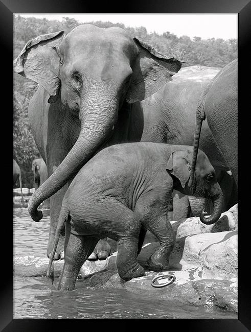 Sri Lankan Elephant mum & baby. Framed Print by Debbie Metcalfe