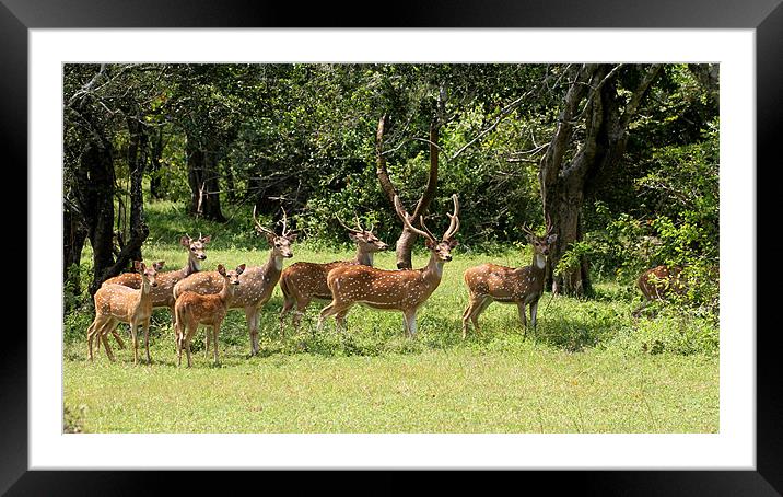 Spotted Deer, Yala, Sri Lanka Framed Mounted Print by Debbie Metcalfe