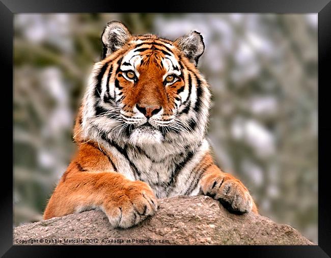 Tiger resting on rock Framed Print by Debbie Metcalfe