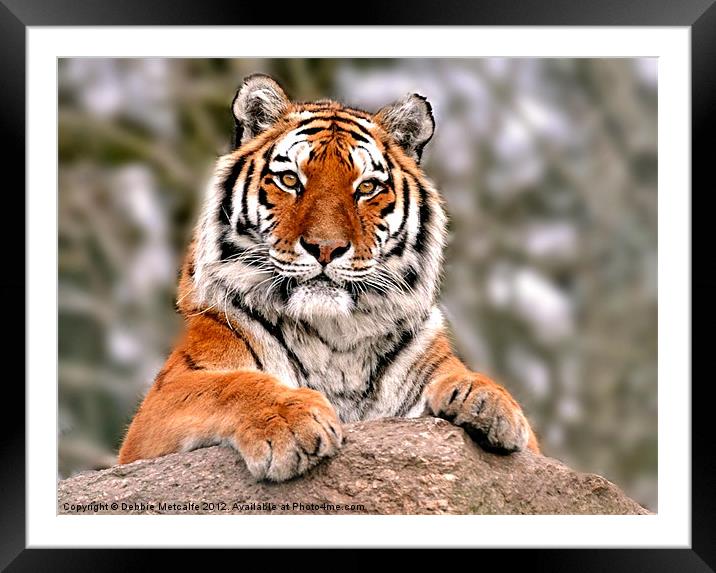 Tiger resting on rock Framed Mounted Print by Debbie Metcalfe