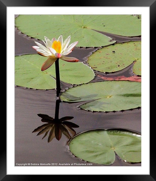 White Lily Framed Mounted Print by Debbie Metcalfe