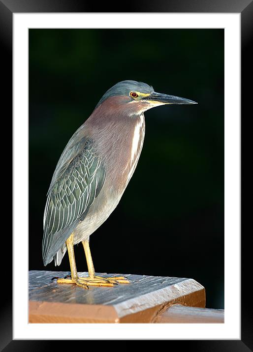 Green Heron, Butorides Virescens Framed Mounted Print by Debbie Metcalfe