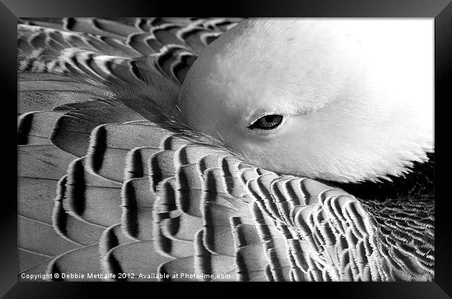Sleepy Duck, Anatidae Anseriformes Framed Print by Debbie Metcalfe