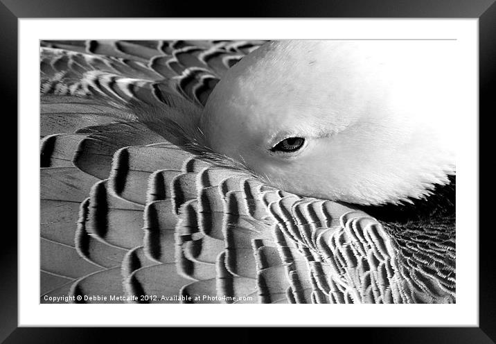 Sleepy Duck, Anatidae Anseriformes Framed Mounted Print by Debbie Metcalfe
