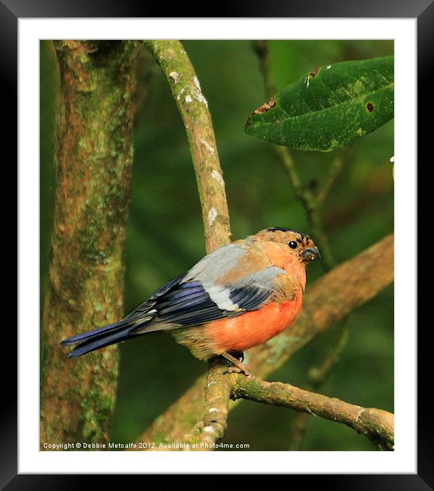 Bullfinch - Pyrrhula pyrrhula Framed Mounted Print by Debbie Metcalfe