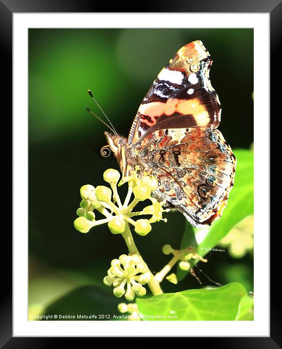 Painted lady Butterfly, Berryhead Framed Mounted Print by Debbie Metcalfe