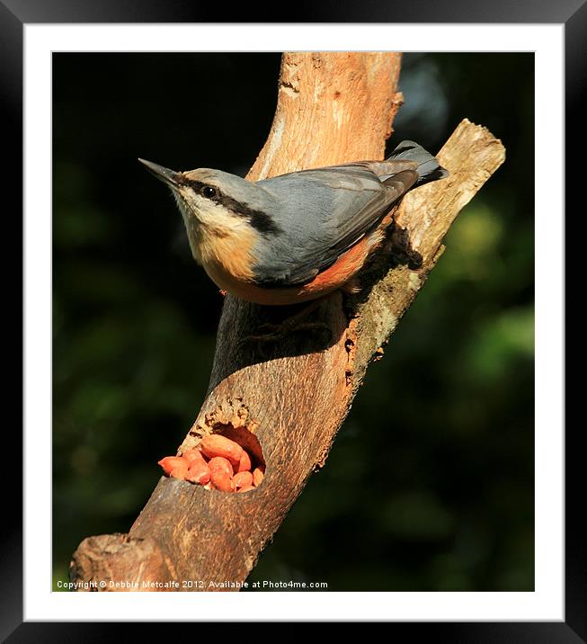 Nutty Nuthatch Framed Mounted Print by Debbie Metcalfe