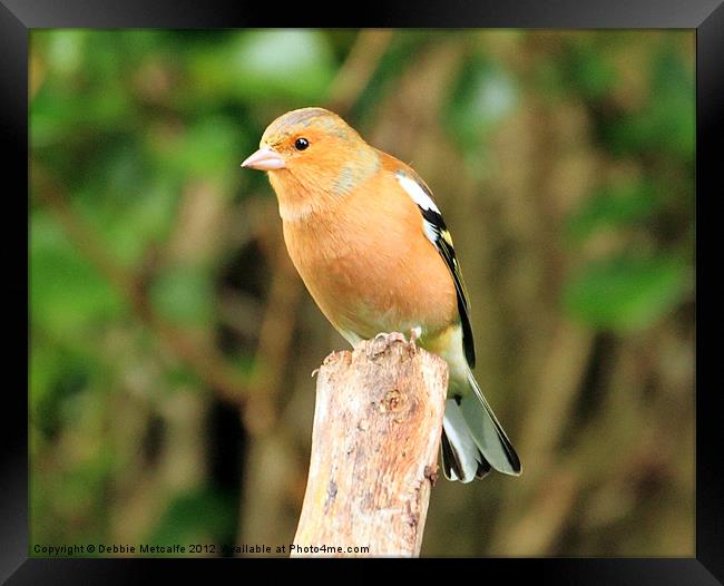 Chaffinch on look out Framed Print by Debbie Metcalfe