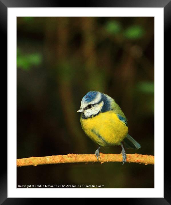 Cute little Blue Tit Framed Mounted Print by Debbie Metcalfe