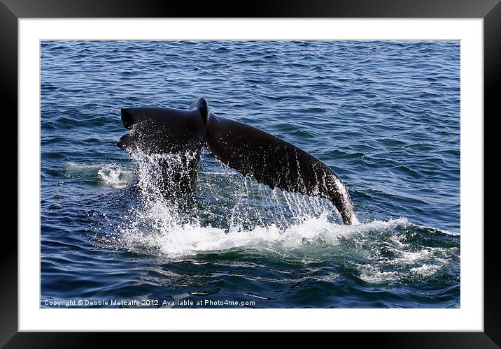 Water off a Whales tail Framed Mounted Print by Debbie Metcalfe