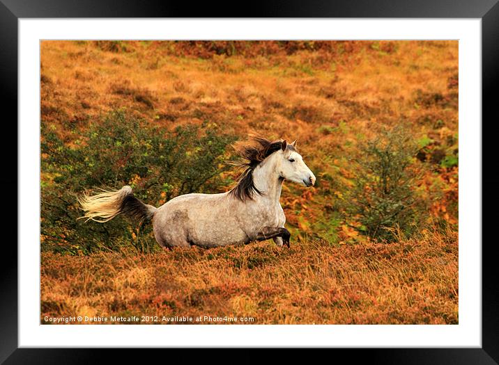 Exmoor Pony Framed Mounted Print by Debbie Metcalfe