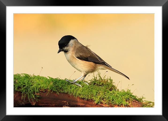 Willow Tit - Poecile montanus Framed Mounted Print by Debbie Metcalfe
