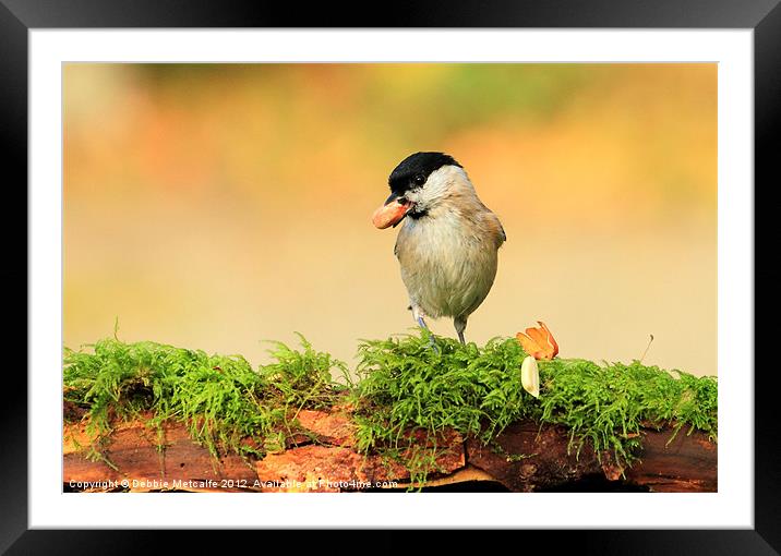 Hungry Willow Tit Framed Mounted Print by Debbie Metcalfe