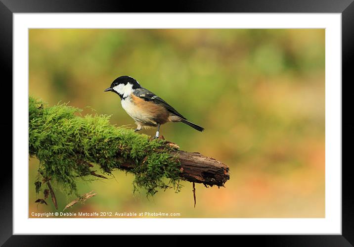 Coal Tit -Periparus ater Framed Mounted Print by Debbie Metcalfe