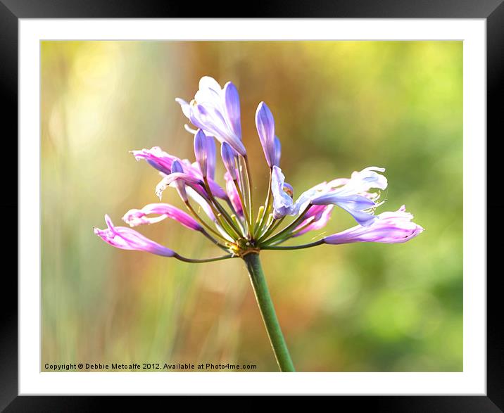 Autumn Flower Framed Mounted Print by Debbie Metcalfe