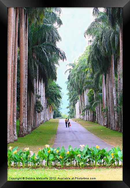 Avenue of trees, Kandy, Sri Lanka Framed Print by Debbie Metcalfe