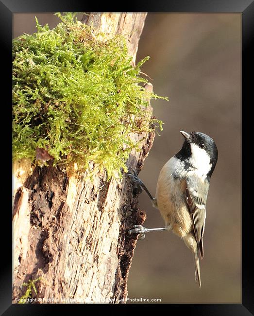 Cheeky Coal Tit Framed Print by Debbie Metcalfe