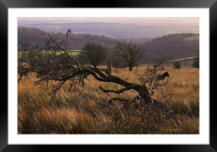 Wild on Exmoor Framed Mounted Print by Debbie Metcalfe