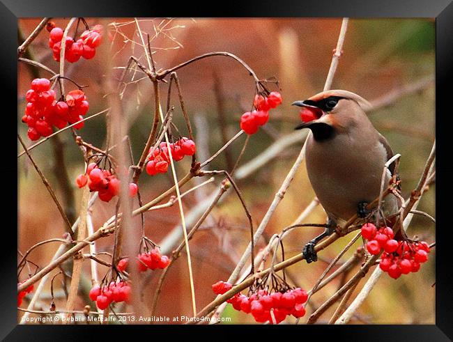Hungry Waxwing Framed Print by Debbie Metcalfe