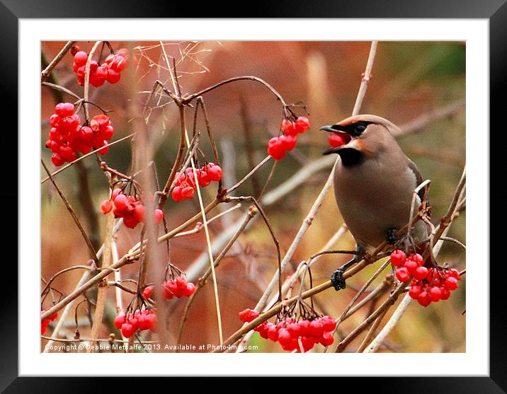 Hungry Waxwing Framed Mounted Print by Debbie Metcalfe