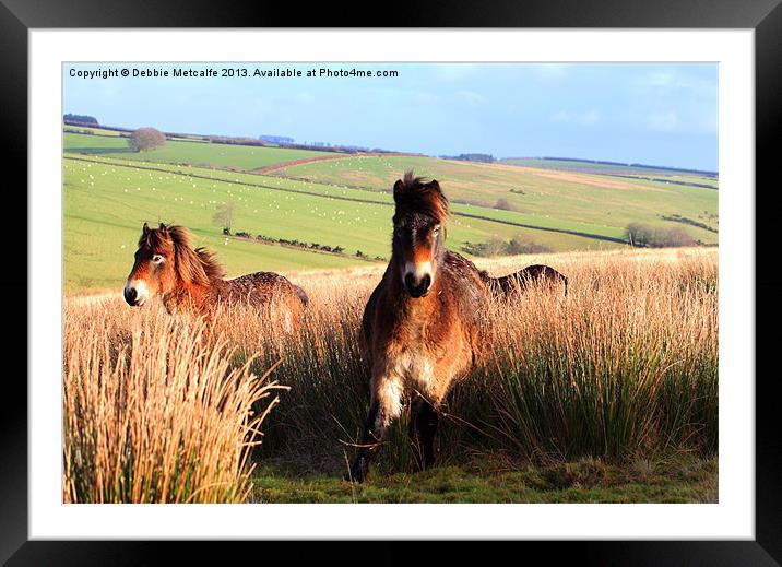 Ponies on Exmoor Framed Mounted Print by Debbie Metcalfe