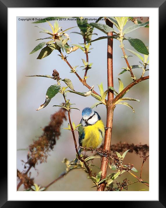 Bright eyed Blue tit Framed Mounted Print by Debbie Metcalfe