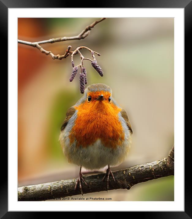 Robin & Twigs Framed Mounted Print by Debbie Metcalfe