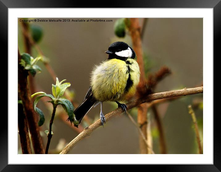 Great Great Tit Framed Mounted Print by Debbie Metcalfe