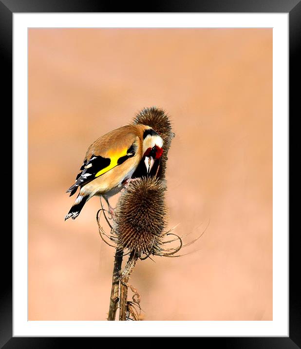 Hungry Goldfinch Framed Mounted Print by Debbie Metcalfe